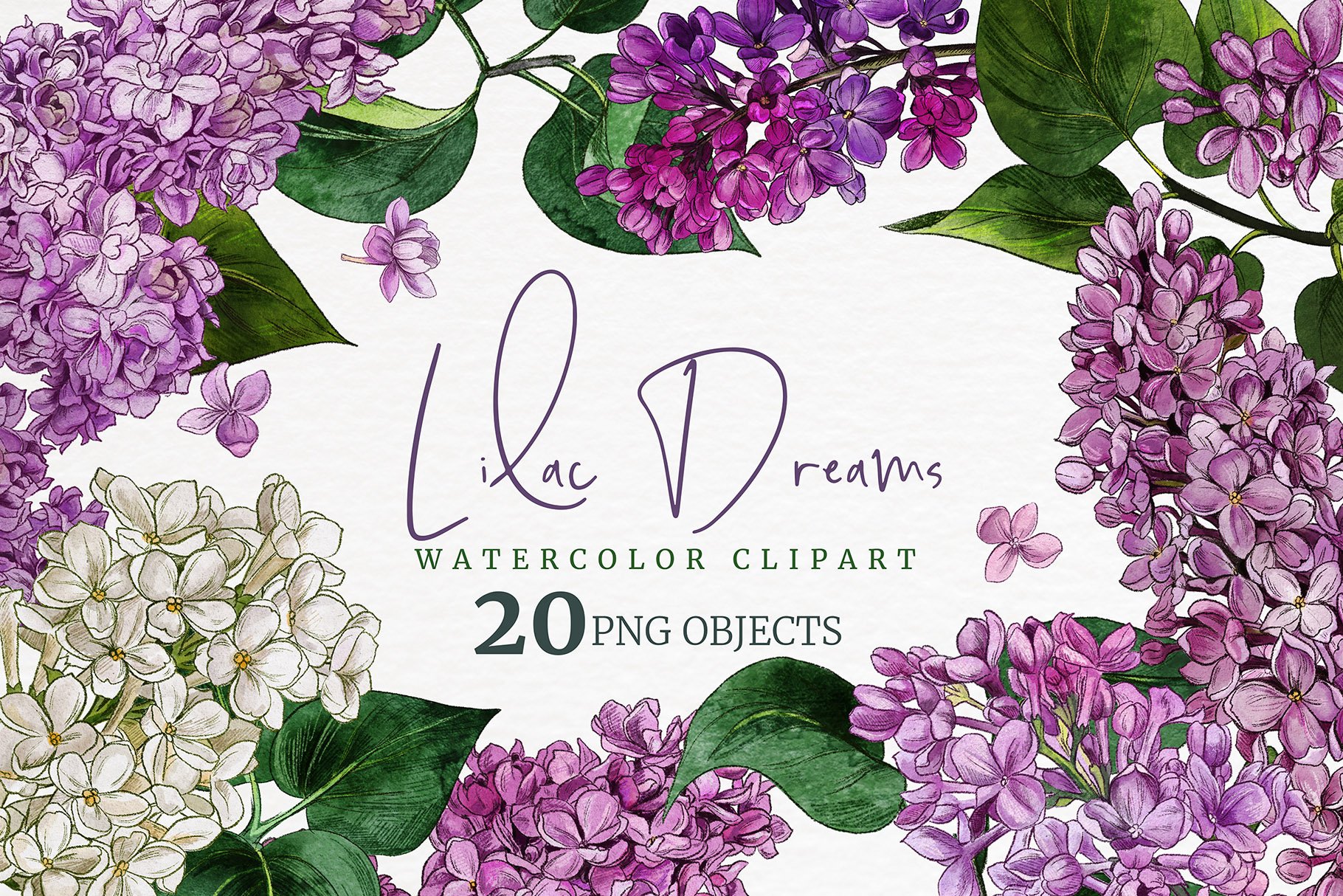 Detail Lilacs Clipart Nomer 44
