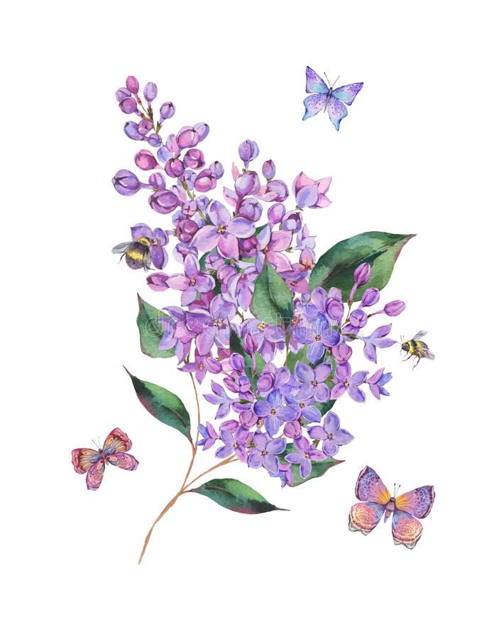 Detail Lilacs Clipart Nomer 46