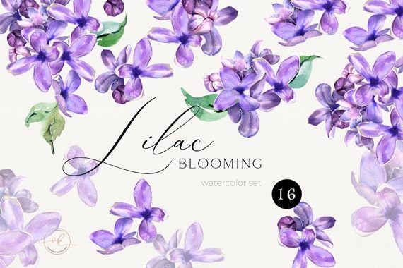 Detail Lilacs Clipart Nomer 51