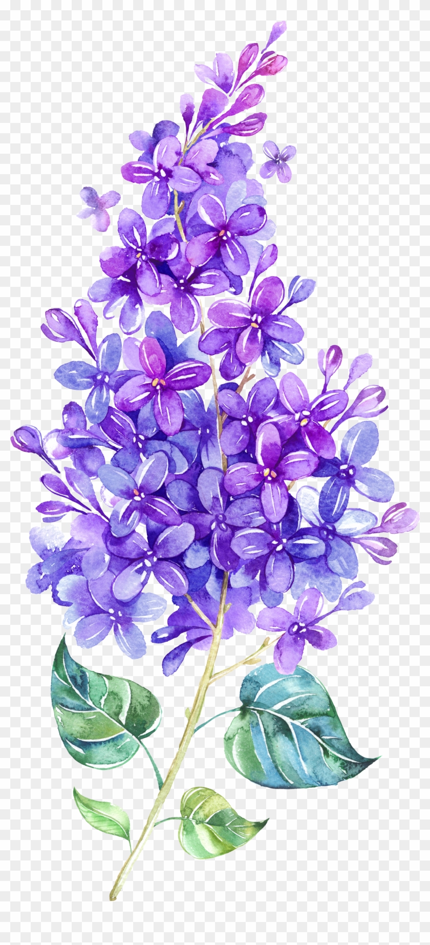 Detail Lilacs Clipart Nomer 9