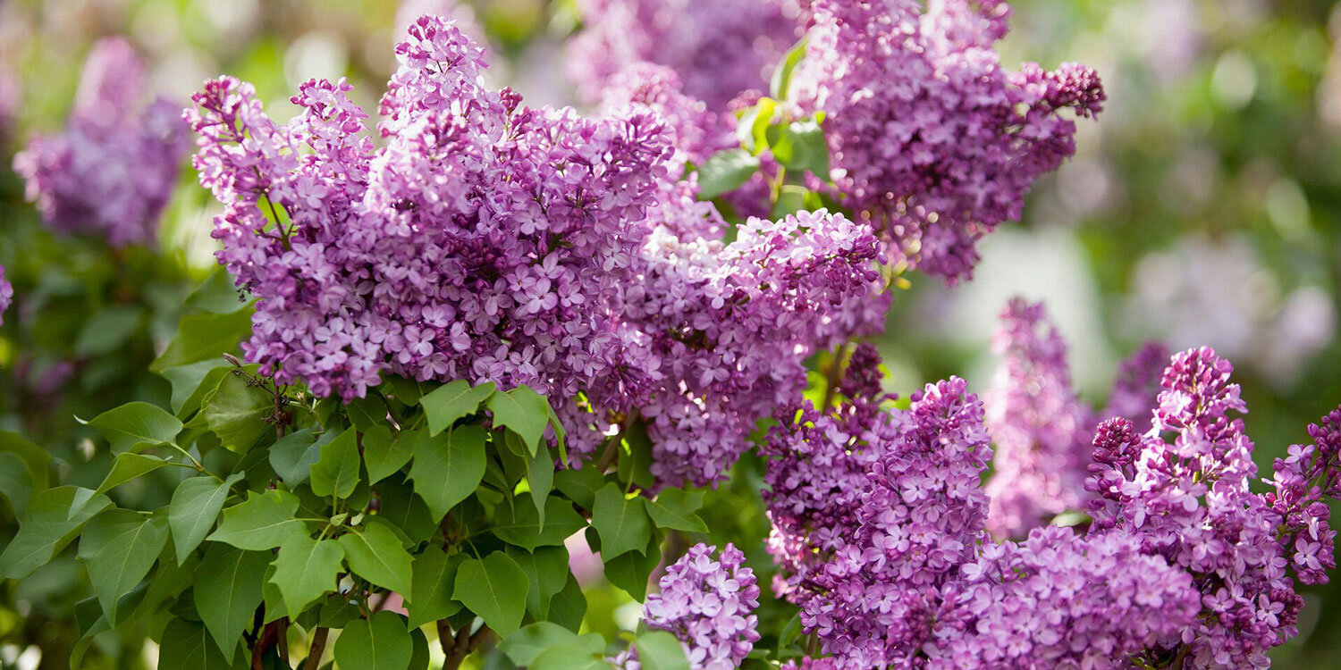 Detail Lilacs Image Nomer 14