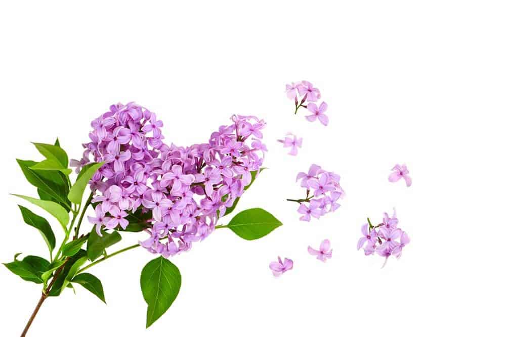 Detail Lilacs Image Nomer 15