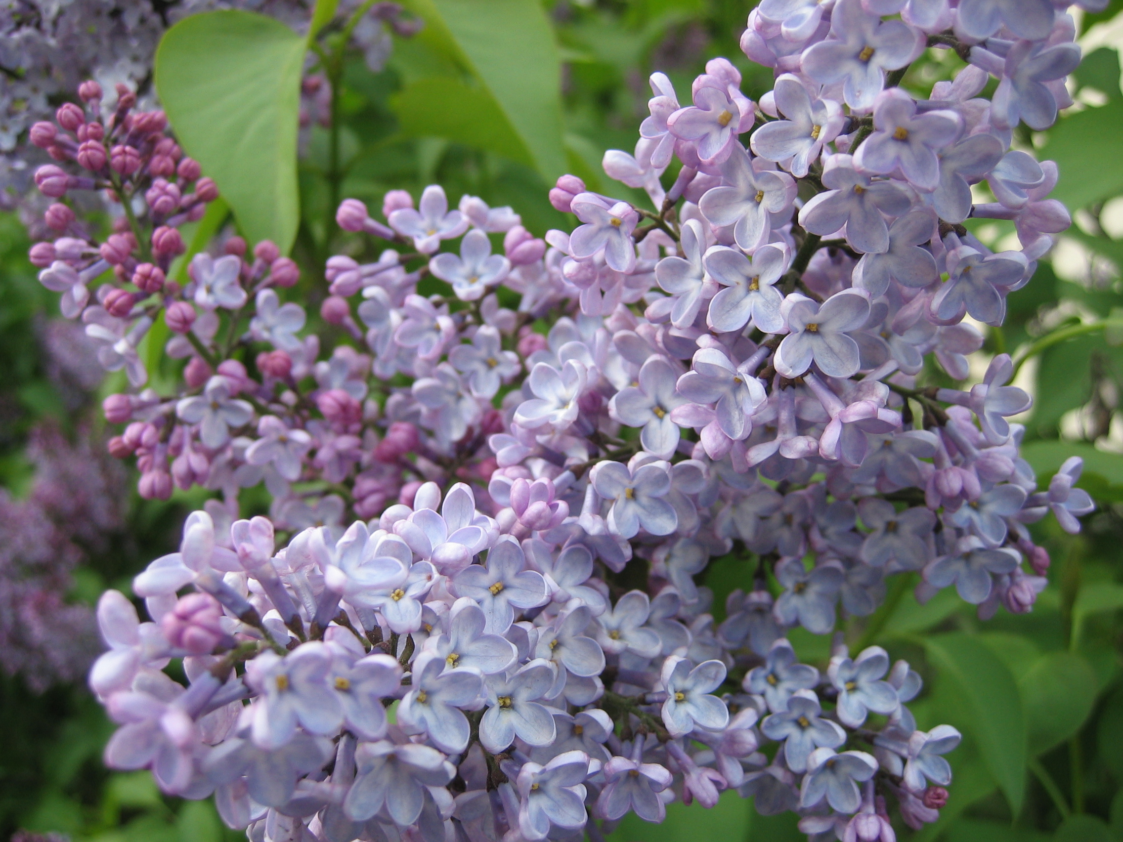 Detail Lilacs Image Nomer 16