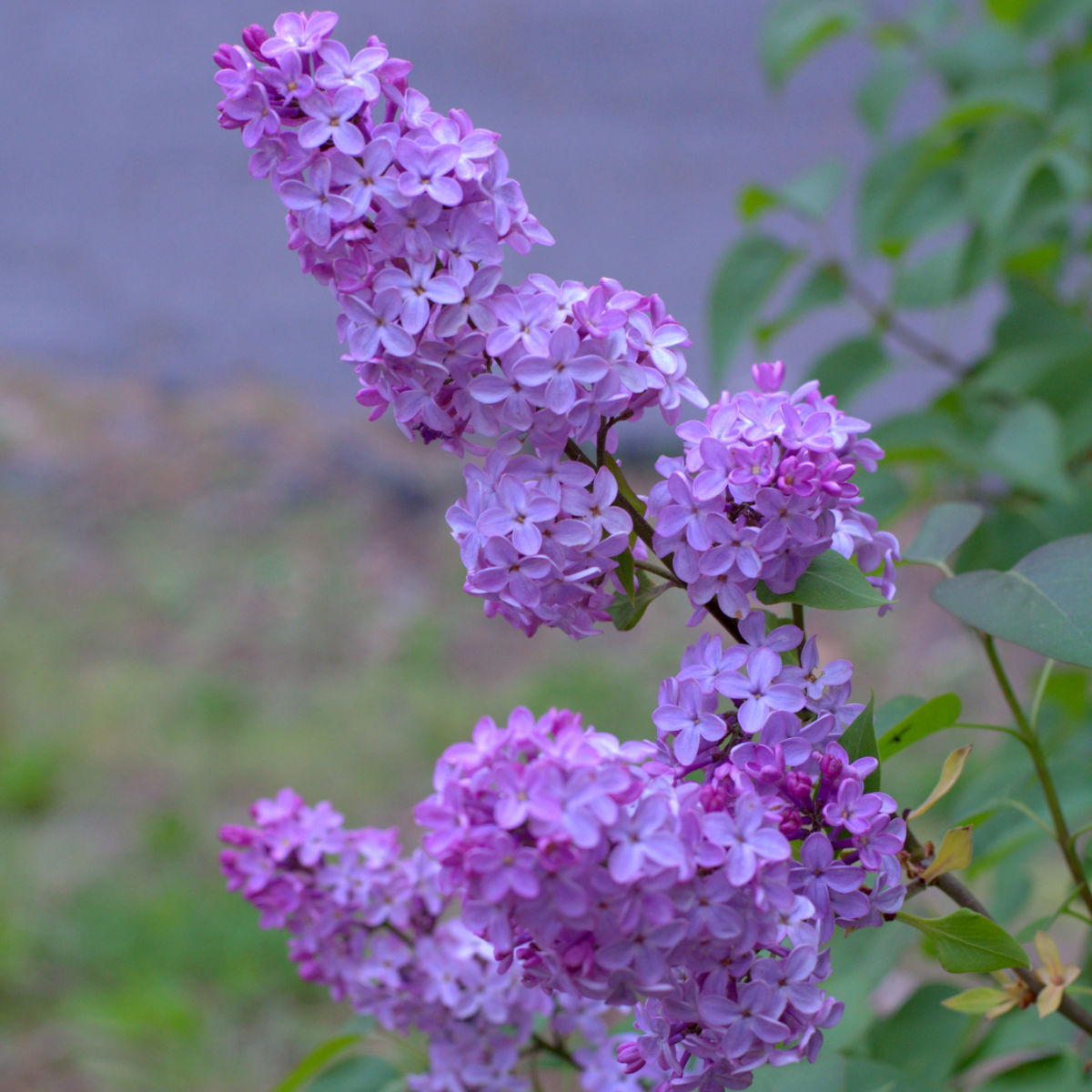 Detail Lilacs Image Nomer 3