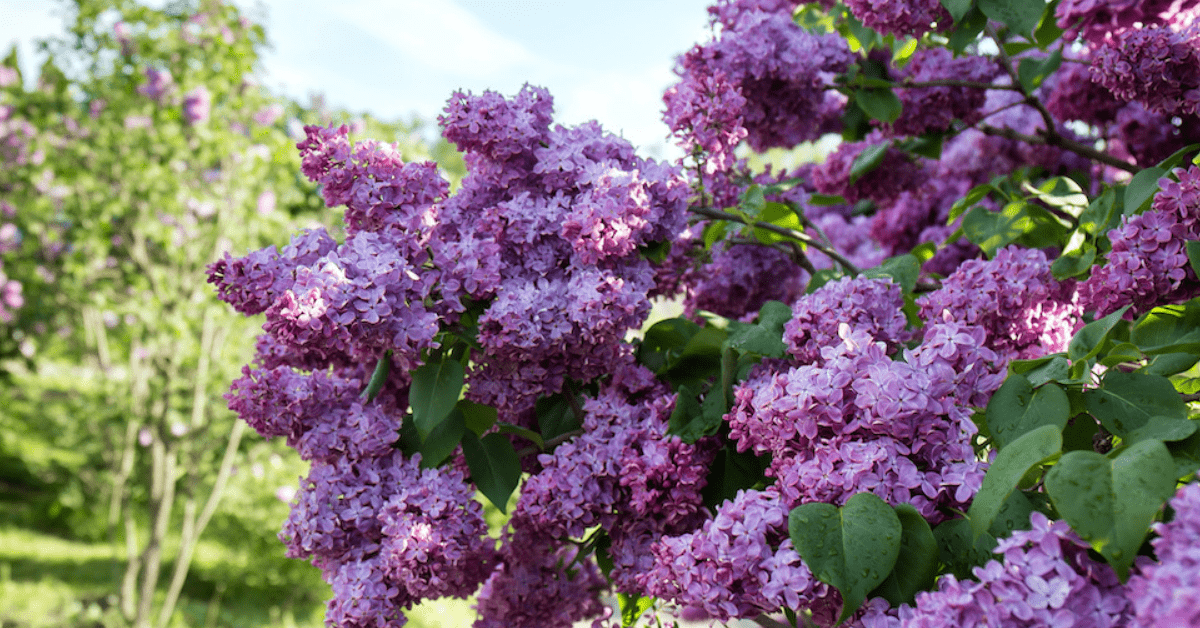 Detail Lilacs Image Nomer 21