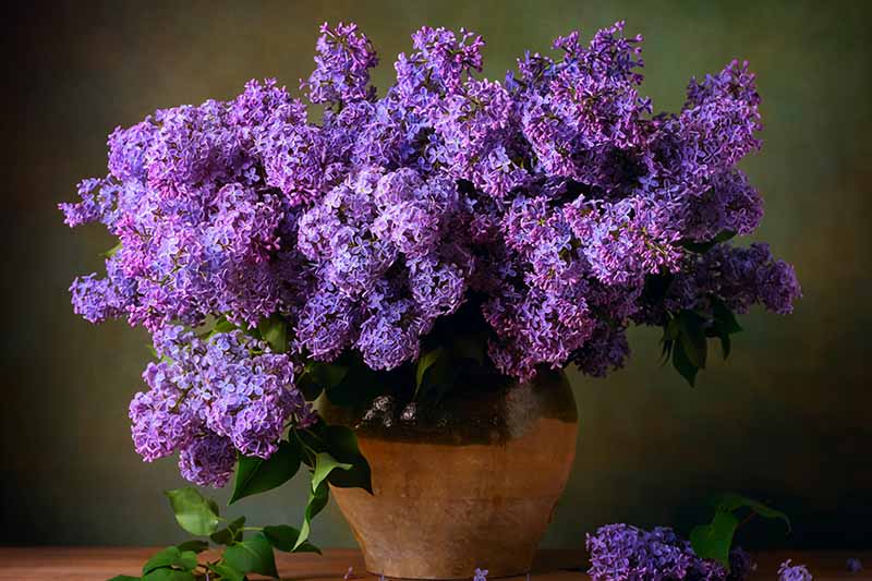 Detail Lilacs Image Nomer 27