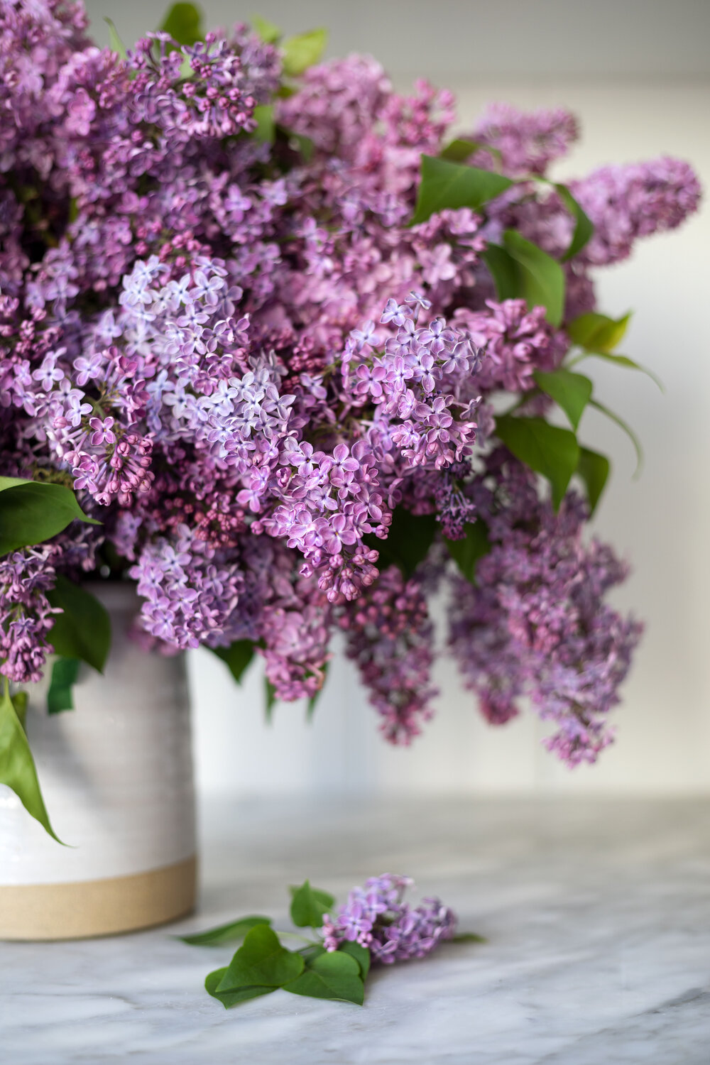 Detail Lilacs Image Nomer 28