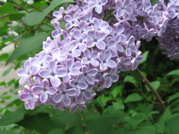 Detail Lilacs Image Nomer 34