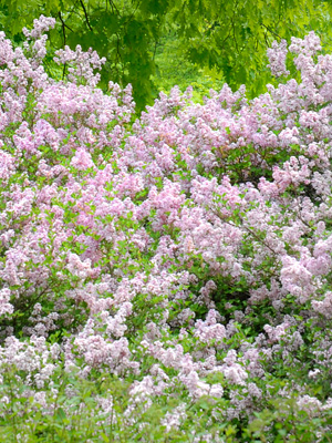 Detail Lilacs Image Nomer 48