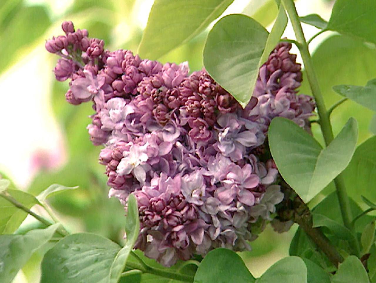 Detail Lilacs Image Nomer 49