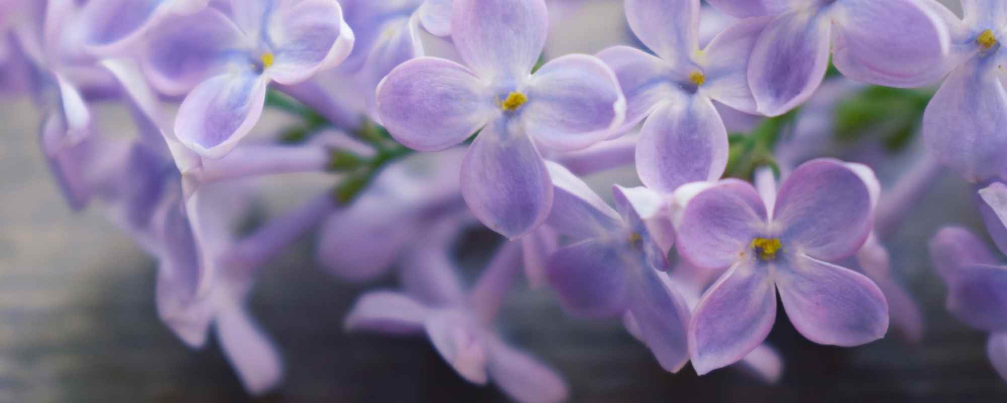 Detail Lilacs Image Nomer 53