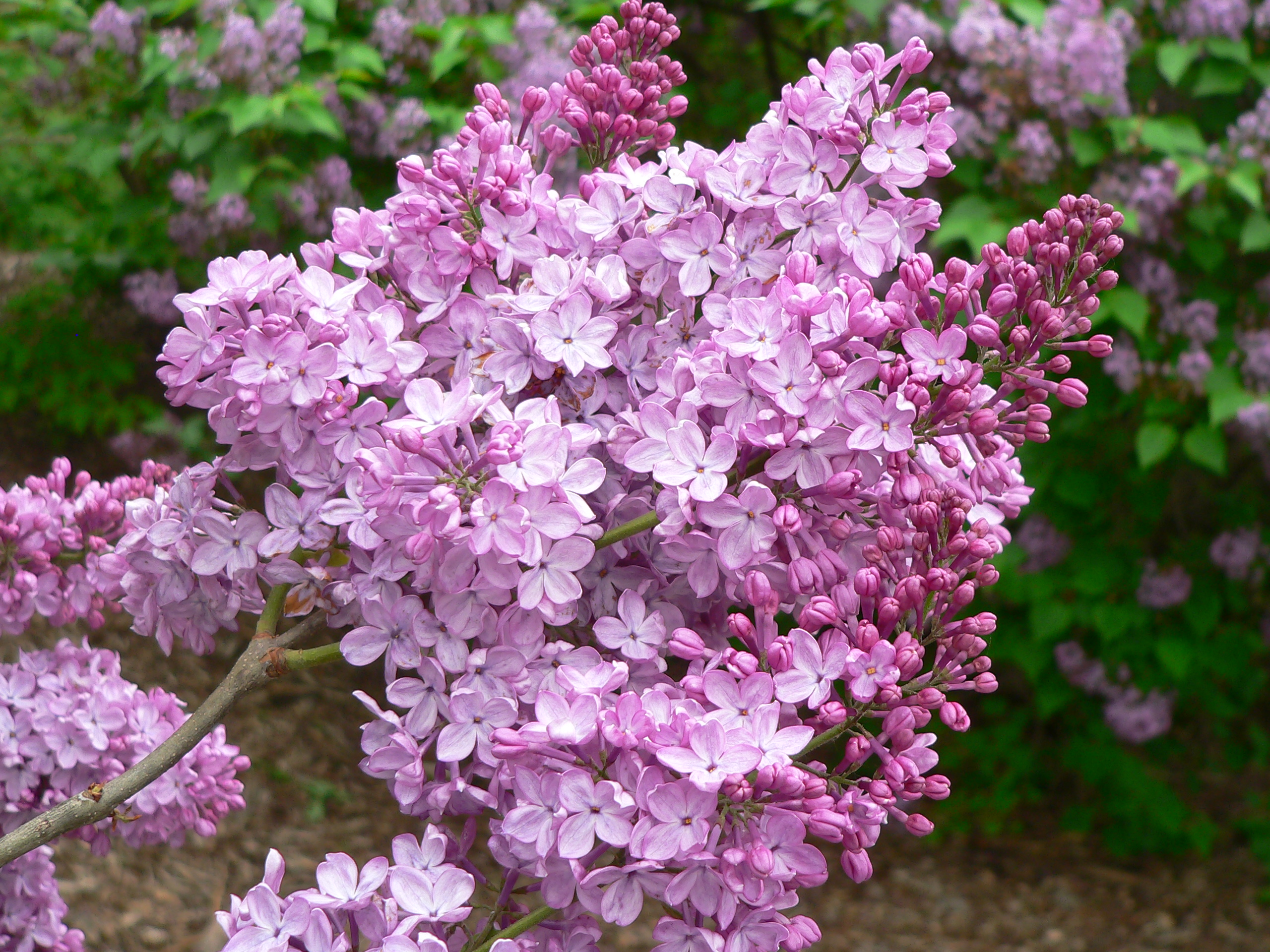 Detail Lilacs Image Nomer 7