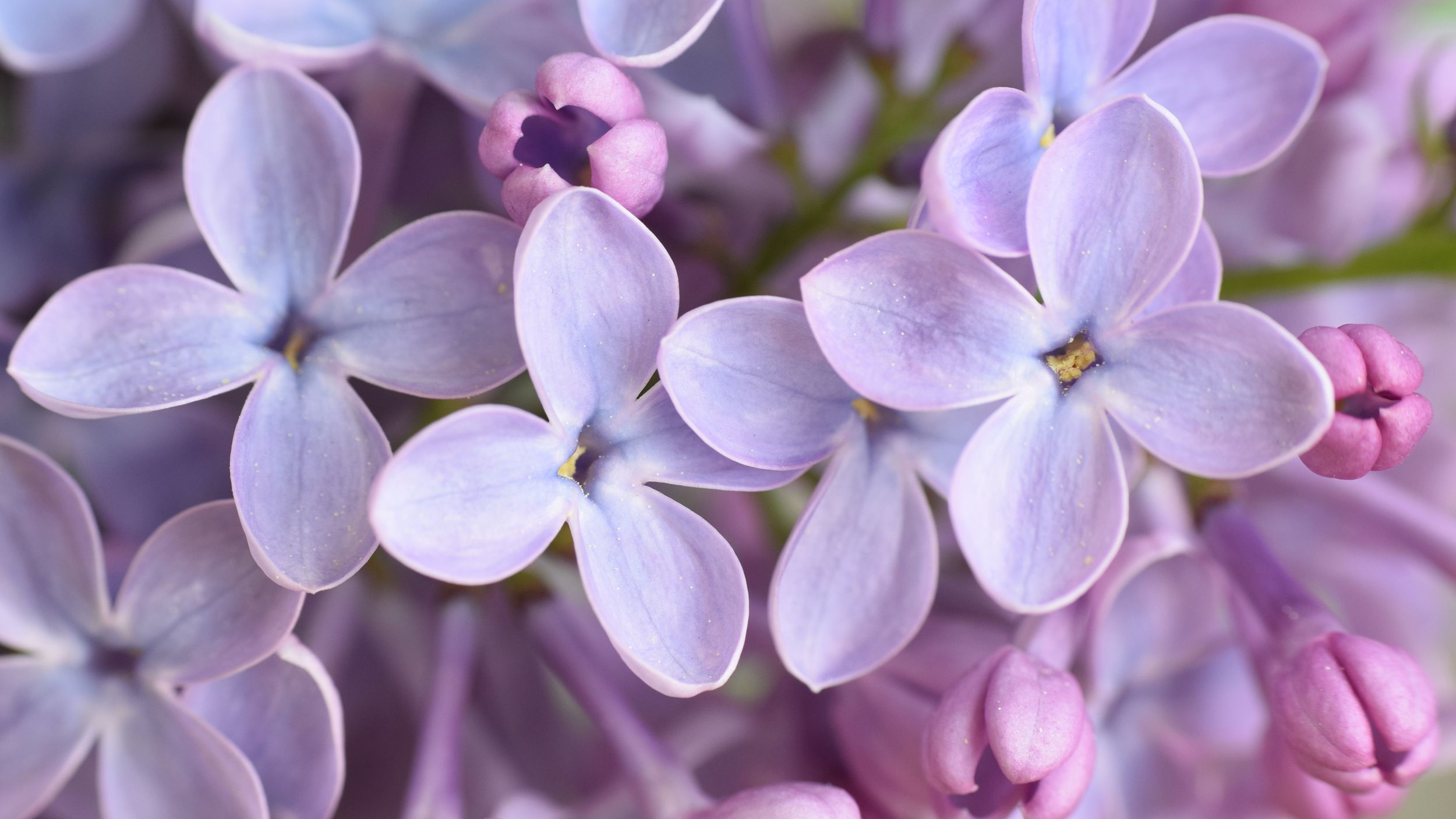 Detail Lilacs Image Nomer 8