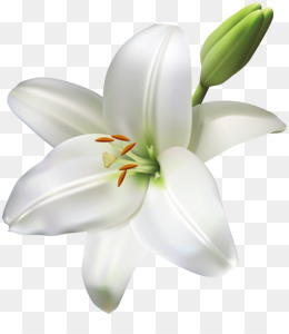 Detail Lilies Png Nomer 9