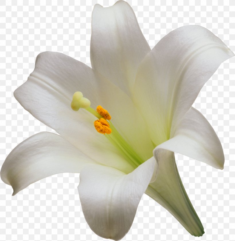 Detail Lilies Png Nomer 10