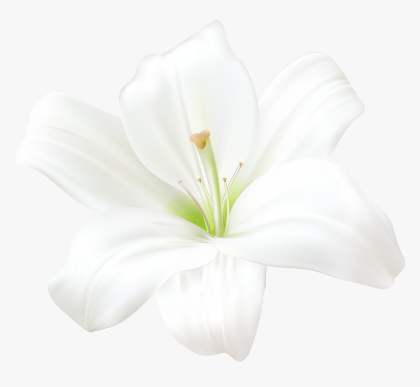 Detail Lilies Png Nomer 2