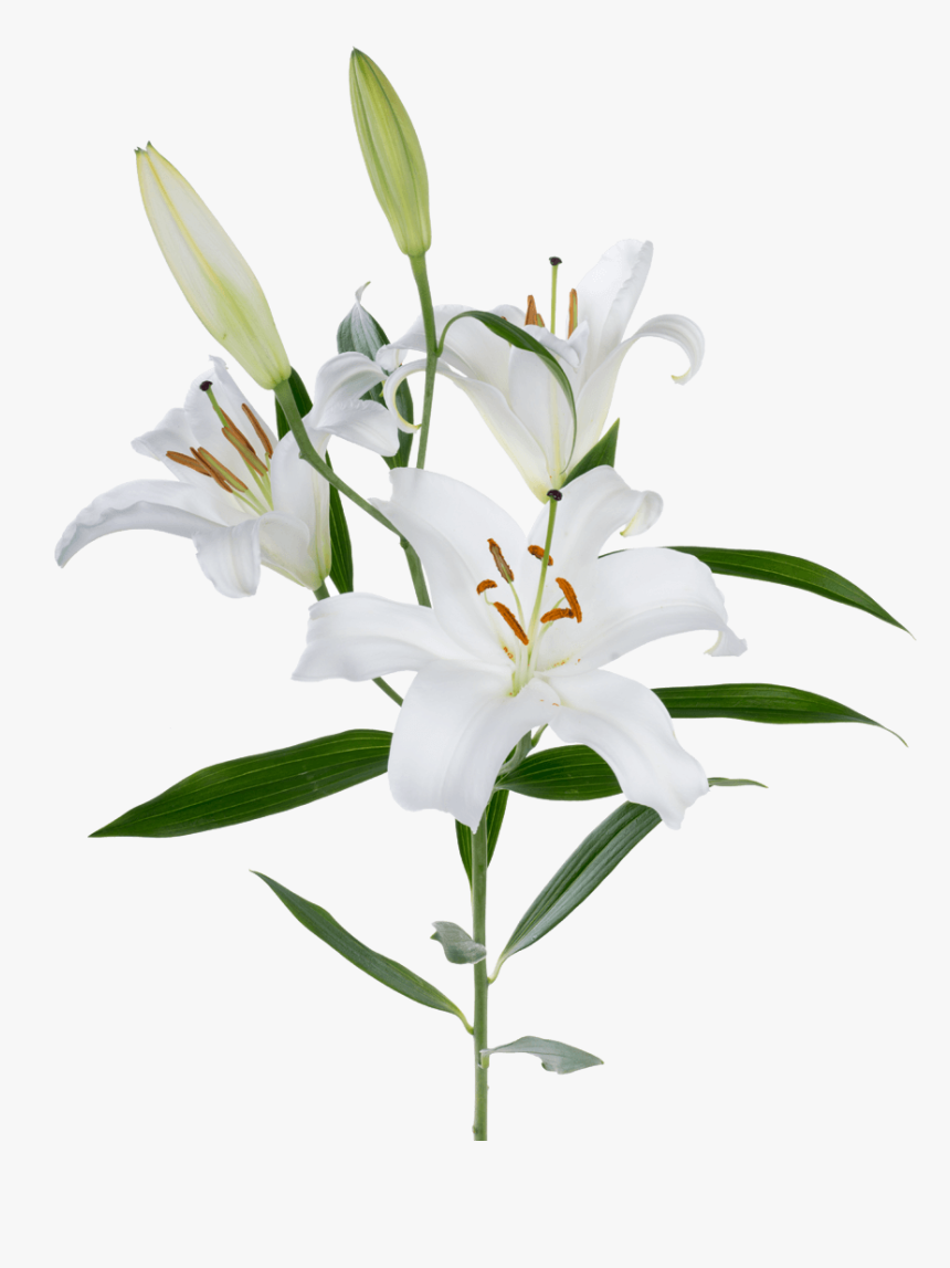 Detail Lilies Png Nomer 21