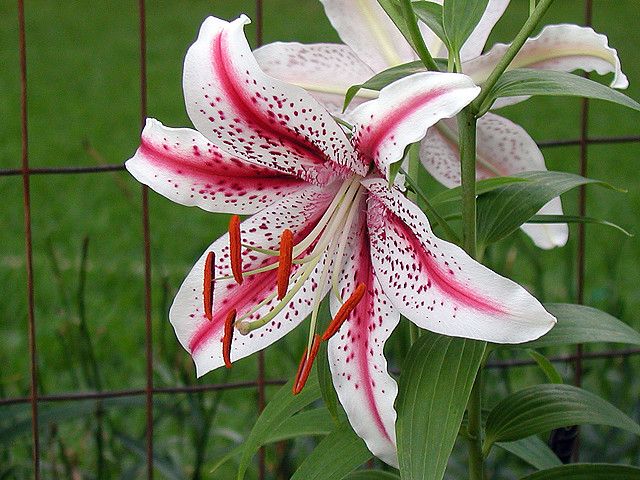 Detail Lilium Wikipedia Nomer 17