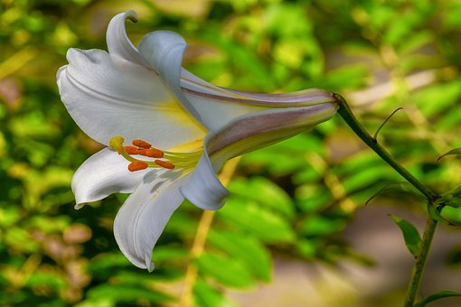 Detail Lilium Wikipedia Nomer 22