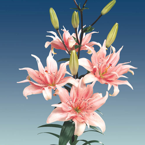 Detail Lilium Wikipedia Nomer 42