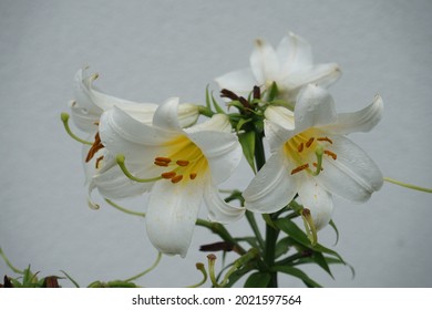 Detail Lilium Wikipedia Nomer 54