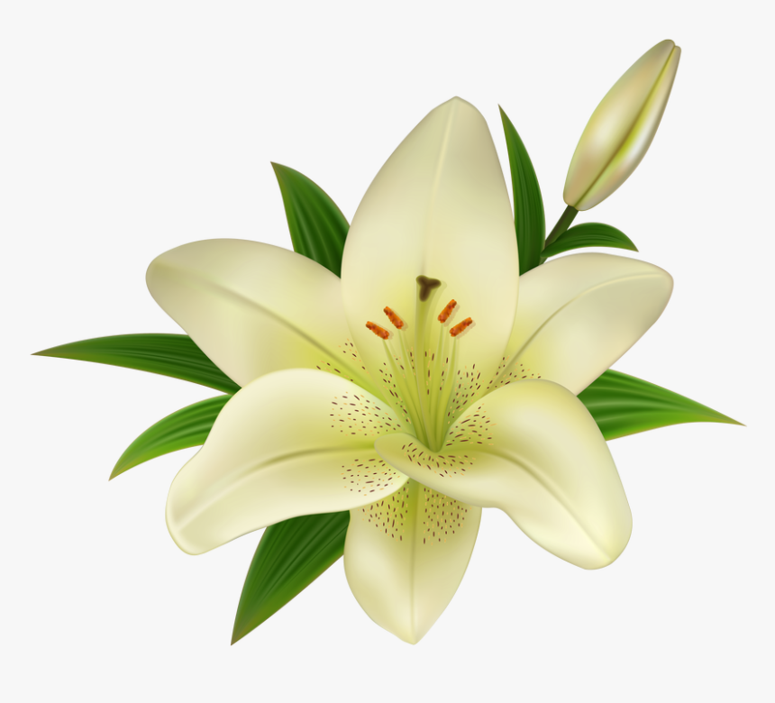 Detail Lillies Png Nomer 9