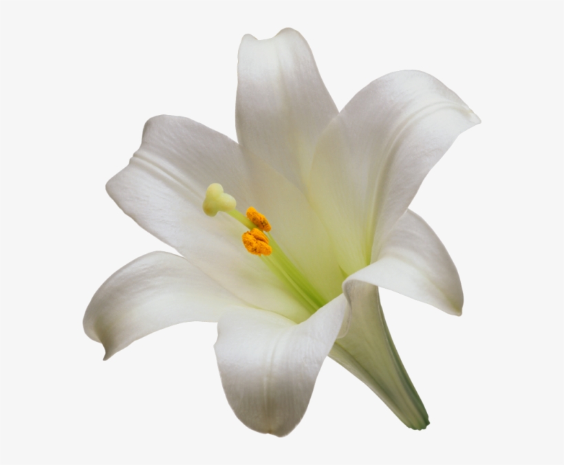 Detail Lillies Png Nomer 10