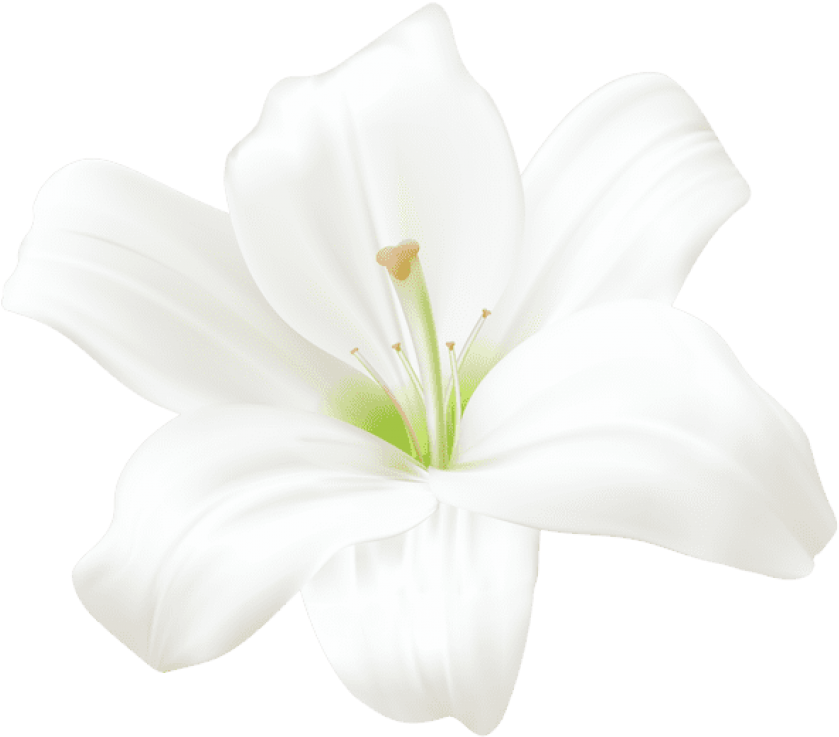 Detail Lillies Png Nomer 11