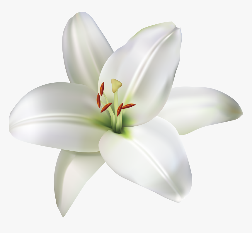 Detail Lillies Png Nomer 15