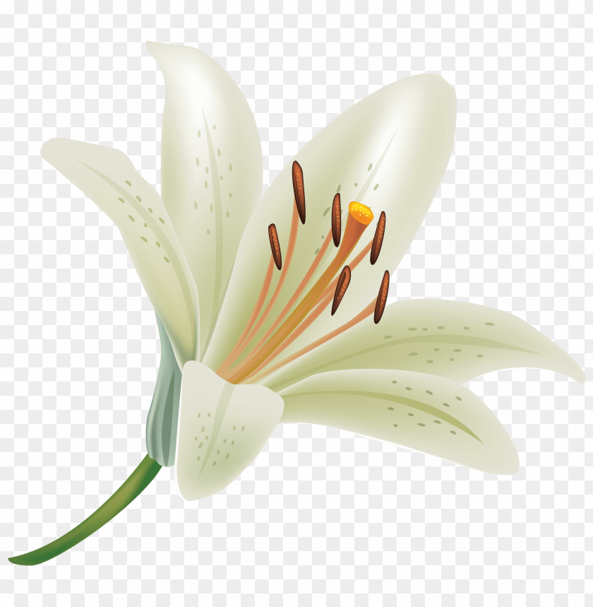 Detail Lillies Png Nomer 16