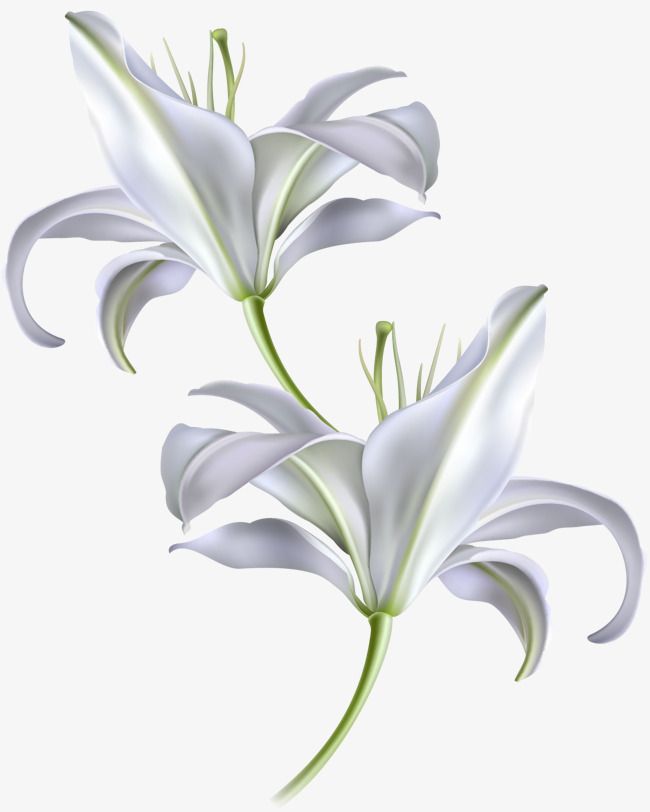 Detail Lillies Png Nomer 17