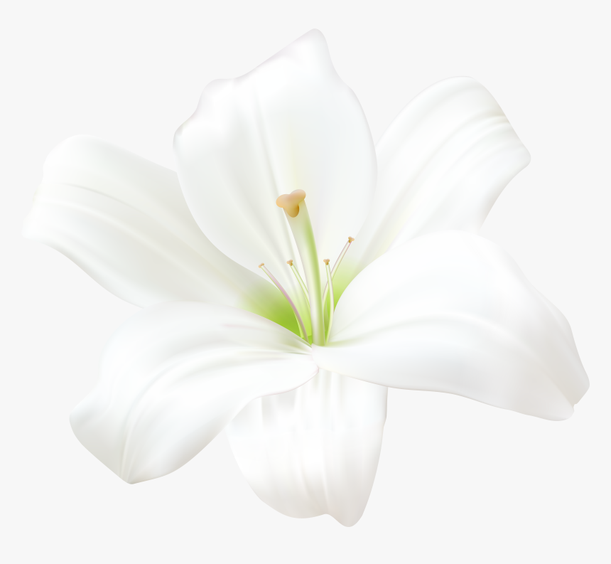 Detail Lillies Png Nomer 2