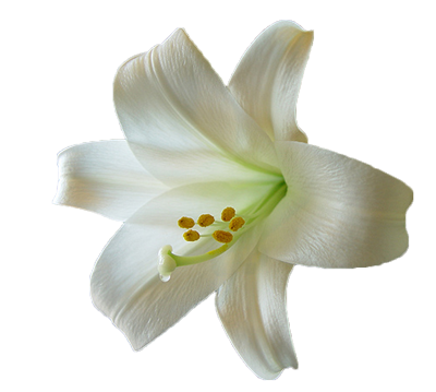 Detail Lillies Png Nomer 18