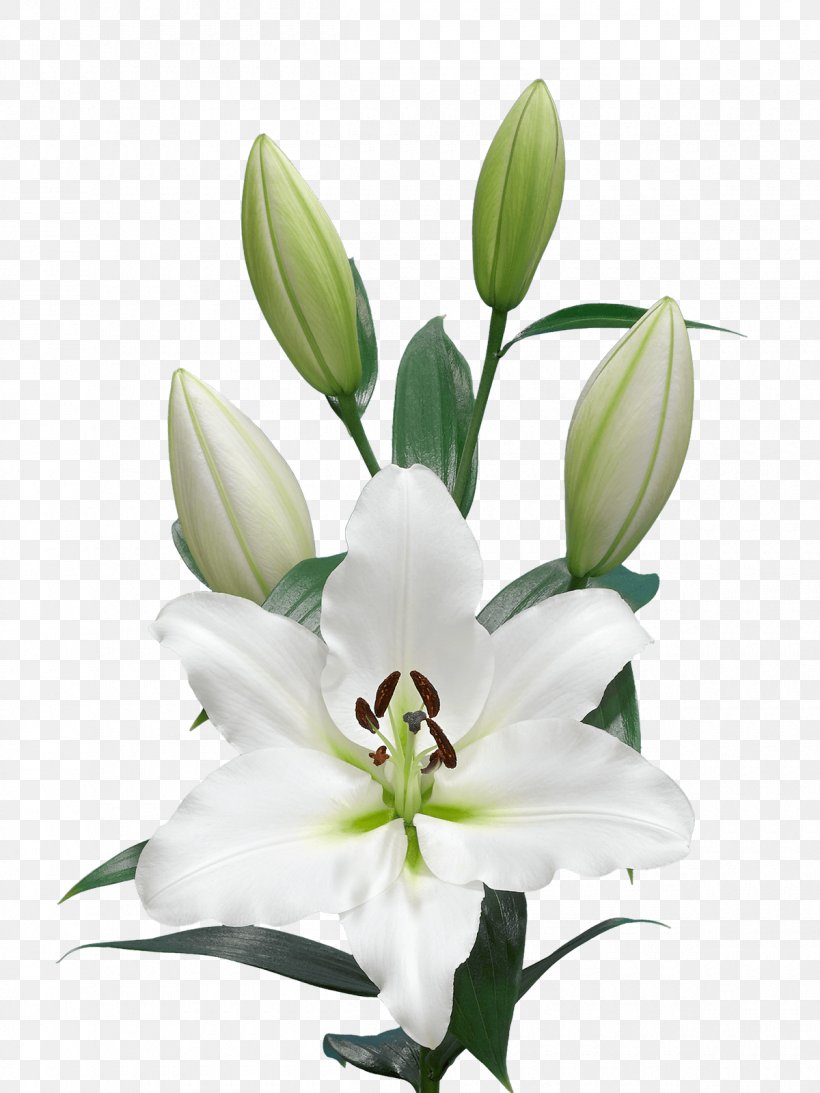 Detail Lillies Png Nomer 19