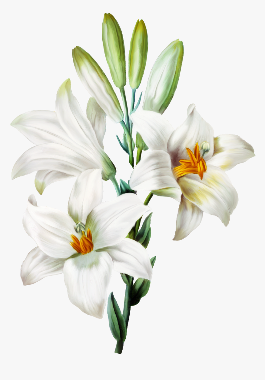 Detail Lillies Png Nomer 20