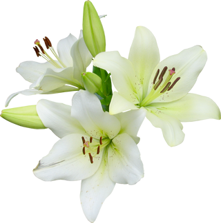 Detail Lillies Png Nomer 22