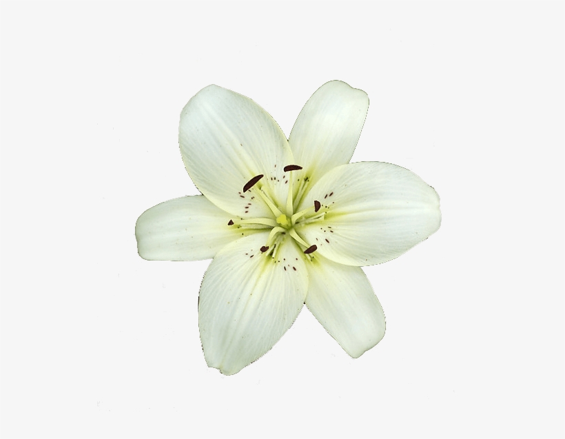 Detail Lillies Png Nomer 26