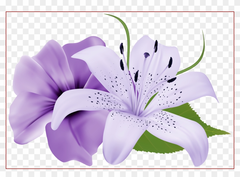 Download Lillies Png Nomer 31