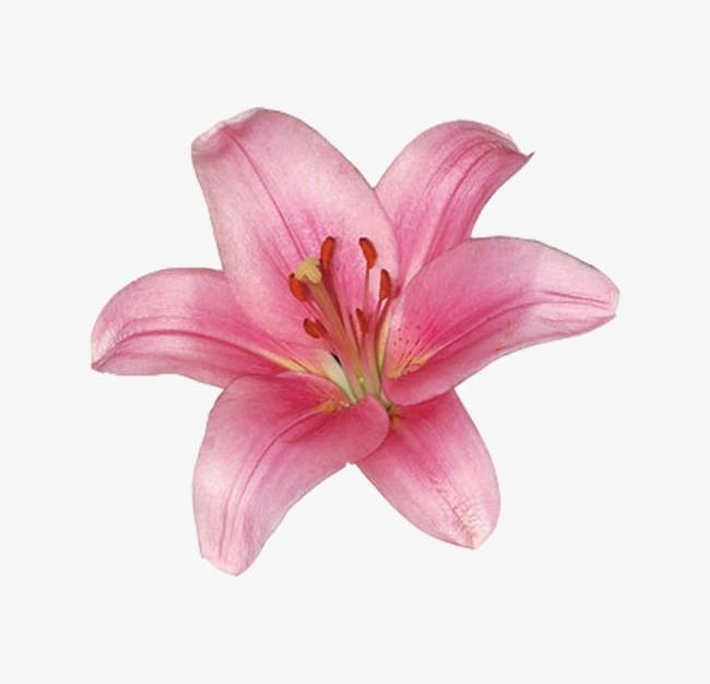 Detail Lillies Png Nomer 32