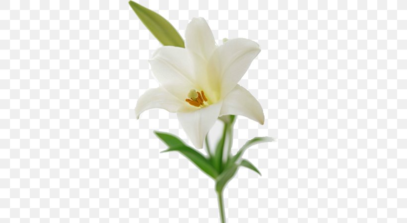 Detail Lillies Png Nomer 33