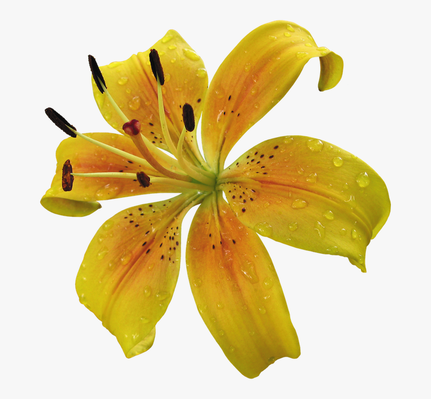 Detail Lillies Png Nomer 36