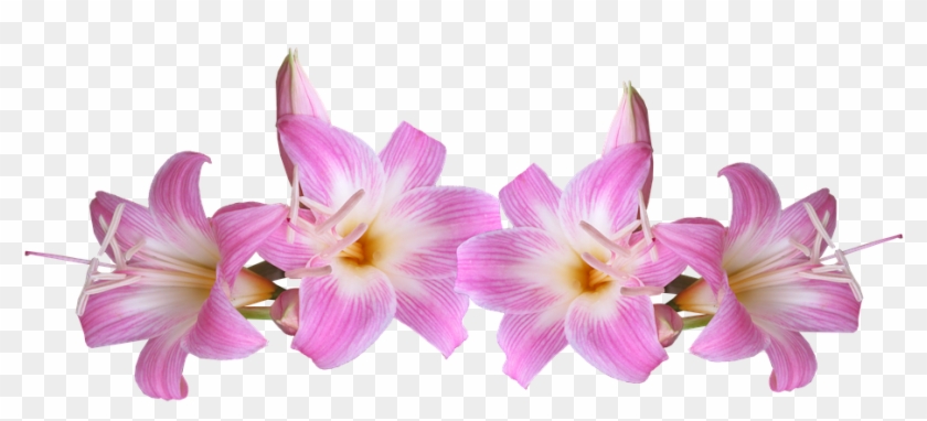 Detail Lillies Png Nomer 37