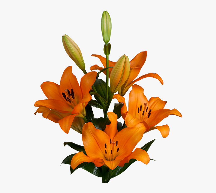 Detail Lillies Png Nomer 40