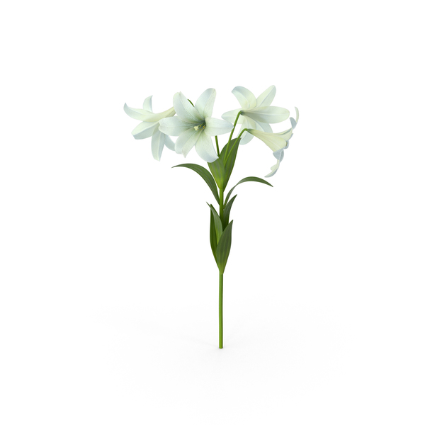 Detail Lillies Png Nomer 41