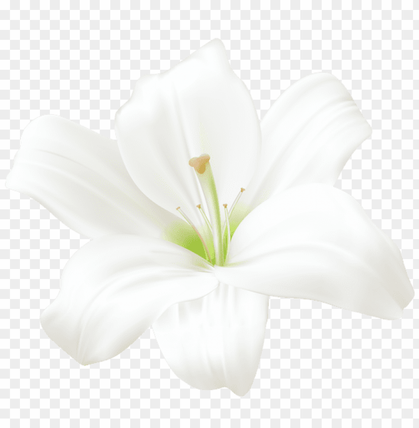 Detail Lillies Png Nomer 4