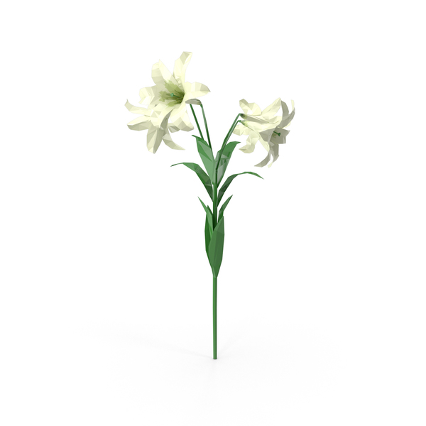 Detail Lillies Png Nomer 45