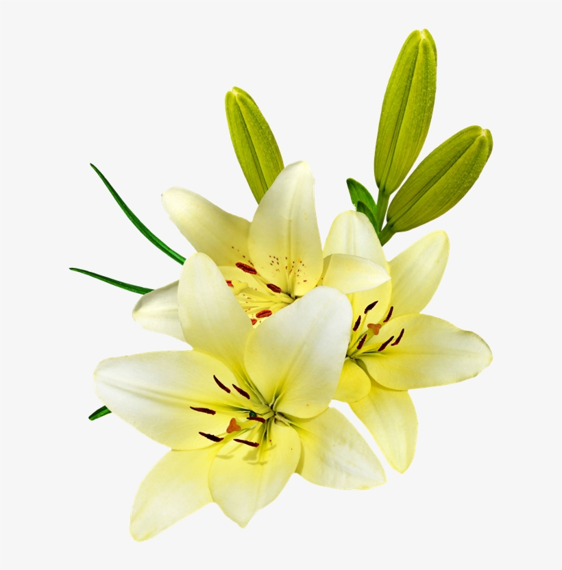 Detail Lillies Png Nomer 48