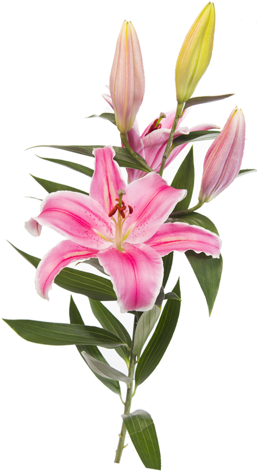 Detail Lillies Png Nomer 50