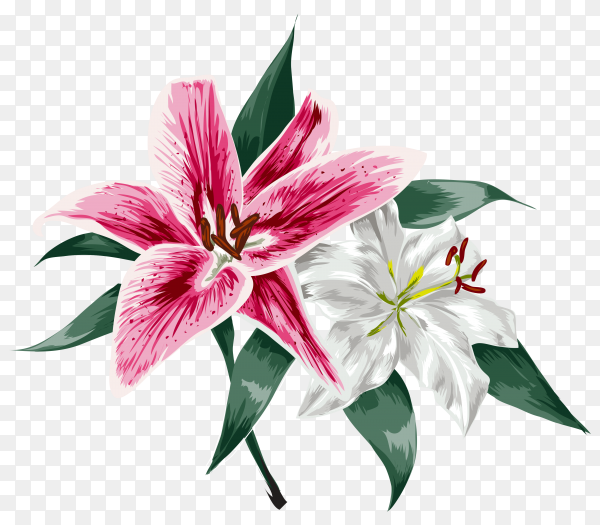 Detail Lillies Png Nomer 51