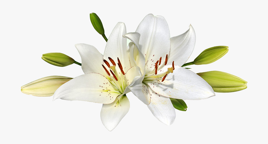 Download Lillies Png Nomer 6